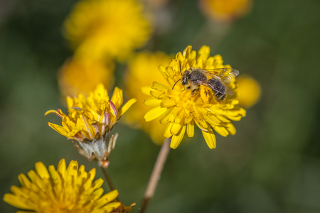 a bee collecting pollen for honey from yellow wild hawkweed flowerの写真素材