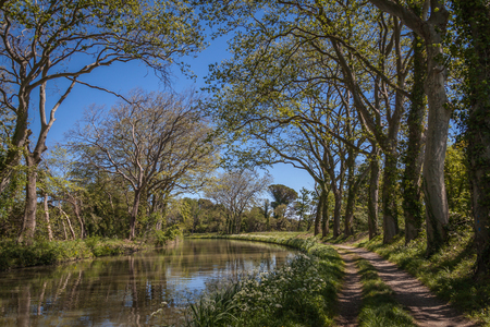 Canal du Midi in France between the green trees hunging over it with a walking path on one sideの写真素材