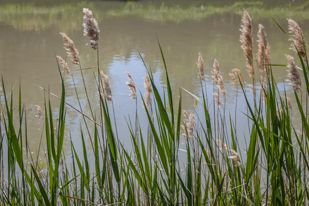 reed flowers growing on the banks of Canal du Midi in Franceの写真素材