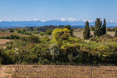 sunny day with vineyard on the foreground, some green trees and white peaks of Pyrenees near Carcassonne, Franceの写真素材