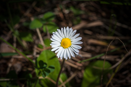 close up of a white daisy flower head with dark backgroundの写真素材