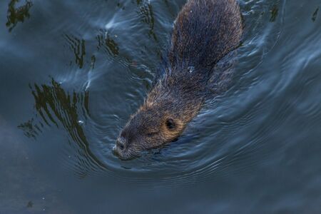a water vole swimming in the riverの写真素材