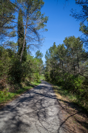 a path road leading through  the forestの写真素材