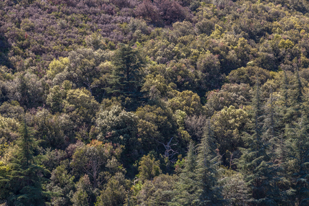 a forest seen from above with green yellow coloursの写真素材