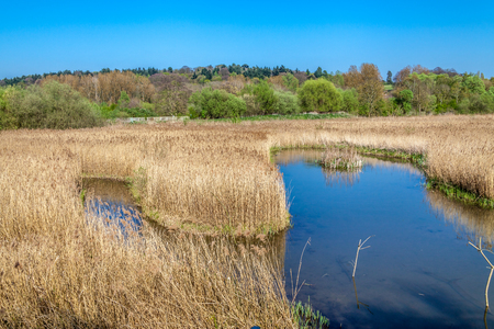 a river Lee with reeds on the foreground and green treesの写真素材