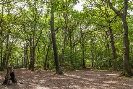 a green beech wood with lots of sun spellsの写真素材