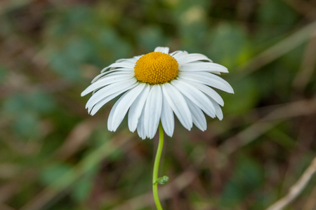 white camomile flower head on a green grassy backgroundの写真素材