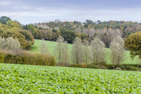 english green hilly countryside in autumnの写真素材