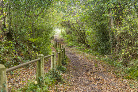 a road path leading through green woods with a fence on a sideの写真素材
