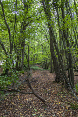 green leafy forest woods in English countrysideの写真素材