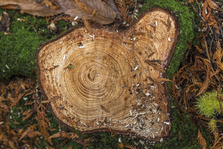 freshly cut tree stump view from topの写真素材