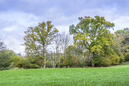 green English countryside during autumn with trees and meadowの写真素材