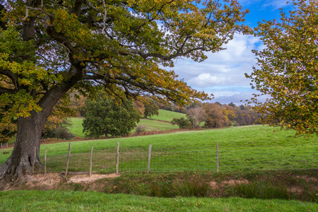 English countryside landscape with green grass on a meadow and trees turing yellowの写真素材
