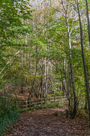 spells of lights going through leaves in woods in autumnの写真素材