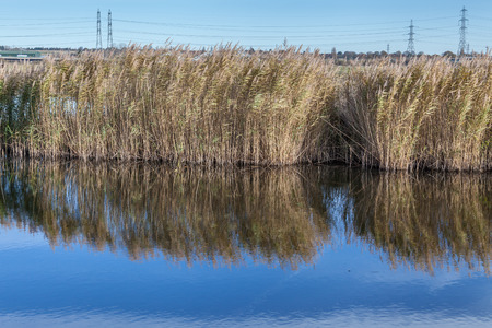 natural reserve of Rainham Marshes on a sunny day with blue skyの写真素材