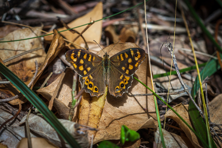 speckled wood butterfly sitting on the groundの写真素材