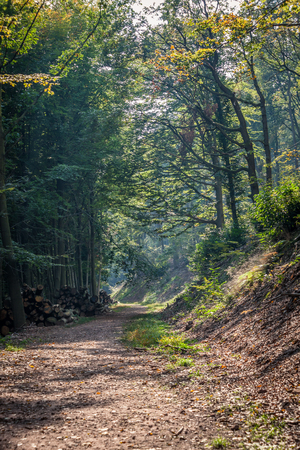 a road through green forest on a sunny dayの写真素材
