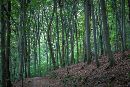 ysterious deep green beech forest with brown leaves on the groundの写真素材