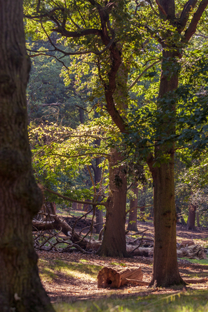 a view of oak woods on a sunny summer day in Richmond Park, Londonの写真素材