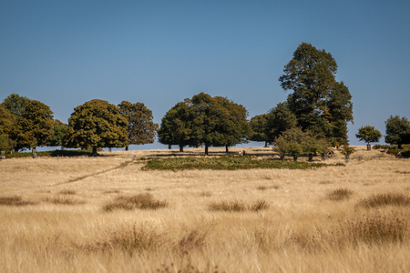 oak trees on a horizon with blue sky and dry yellow grassの写真素材