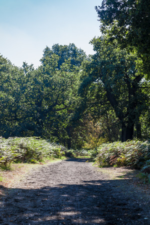 a dirt path through the woods on a summer sunny dayの写真素材