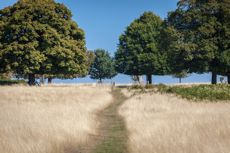 oak trees on a horizon with blue sky and dry yellow grassの写真素材
