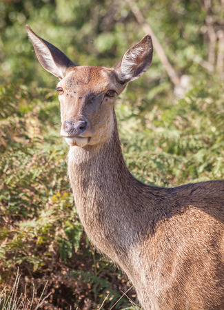 a portrait of red deer eating on a dry grass in Richmond park, London on a sunny summer dayの写真素材