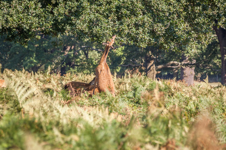 red deer eating from a tree on fern grass in Richmond Park, London on a summer sunny dayの写真素材