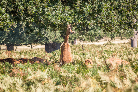 red deer eating from a tree on fern grass in Richmond Park, London on a summer sunny dayの写真素材