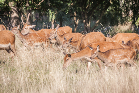 a heard of red deer eating on a dry grass in Richmond park, London on a sunny summer dayの写真素材