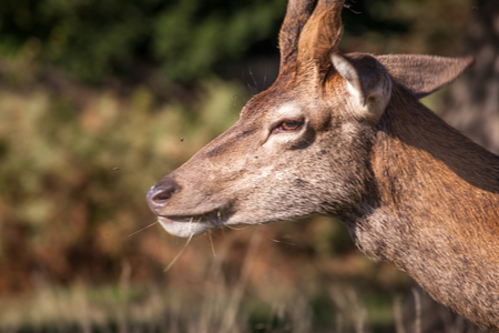 a portrait of red deer buck on a summer day in Richmond Park, Londonの写真素材
