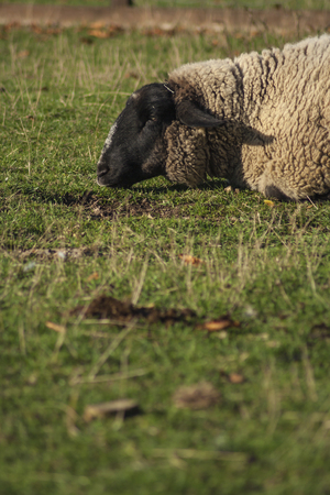 sheep grazing grass on a farmの写真素材