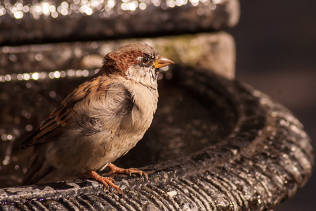 a sparrow drinking a water from a fountain on a summer dayの写真素材