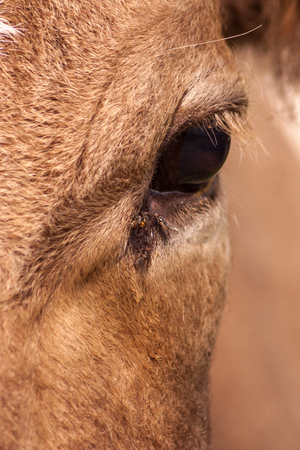 close up portrait of a cow with looking into a cameraの写真素材