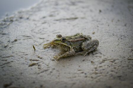 Small river frog sitting on the sand, close-upの写真素材