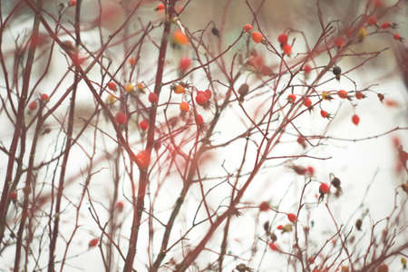 Rosehip bush in winter, blurred for backgroundの写真素材