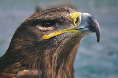 Hawk buteo jamaicensisの写真素材