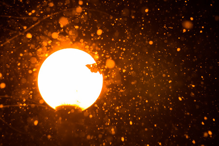 Streetlight in winter close-up, beautiful snowfall backgroundの写真素材
