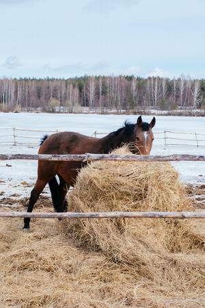 Brown horse eats hay in a pen in the winterの写真素材