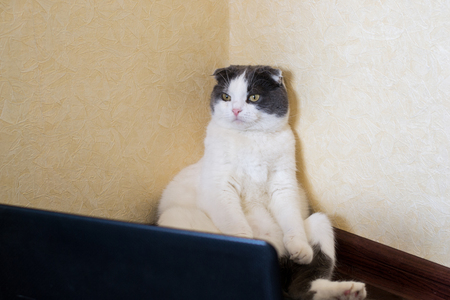 Serious cat sitting in front of laptop on the floor and stares at the monitorの写真素材