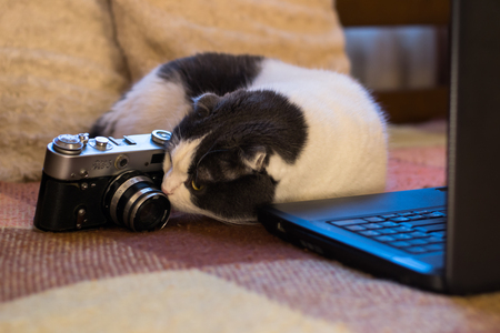 Cat sitting in front of laptopの写真素材