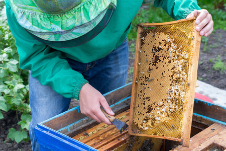 Beekeeper holding frame of honeycomb with bees and cleaning of drones