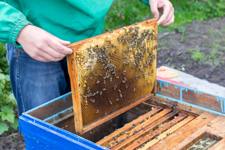 Beekeeper holding frame of honeycomb with beesの写真素材