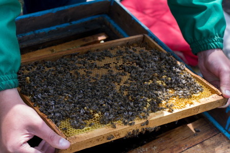Photo of bees on honeycomb in apiaryの写真素材