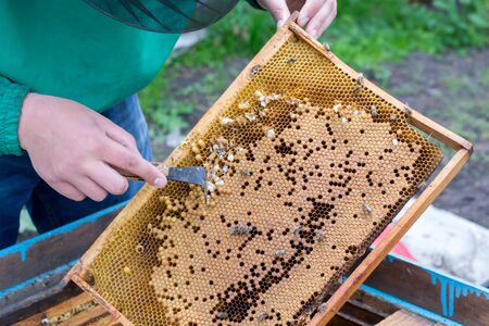 Beekeeper holding frame of honeycomb with bees and cleaning of drones