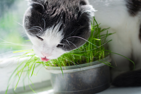 Cat is eating fresh green grass, on the windowsillの写真素材