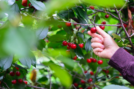 A hand picking matured cherry from treeの写真素材