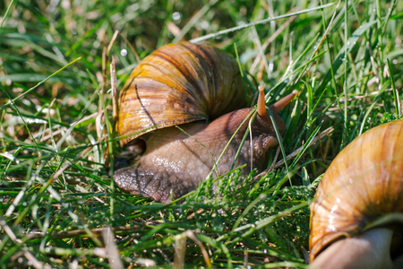 Adult african achatina snails eats grass outdoorsの写真素材