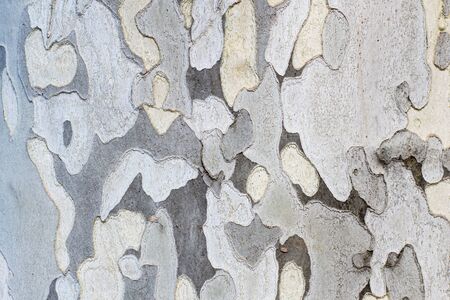 Texture of light wood, tree, creative backgroundの写真素材