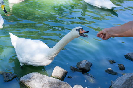 On the lake a swan takes food out of handの写真素材